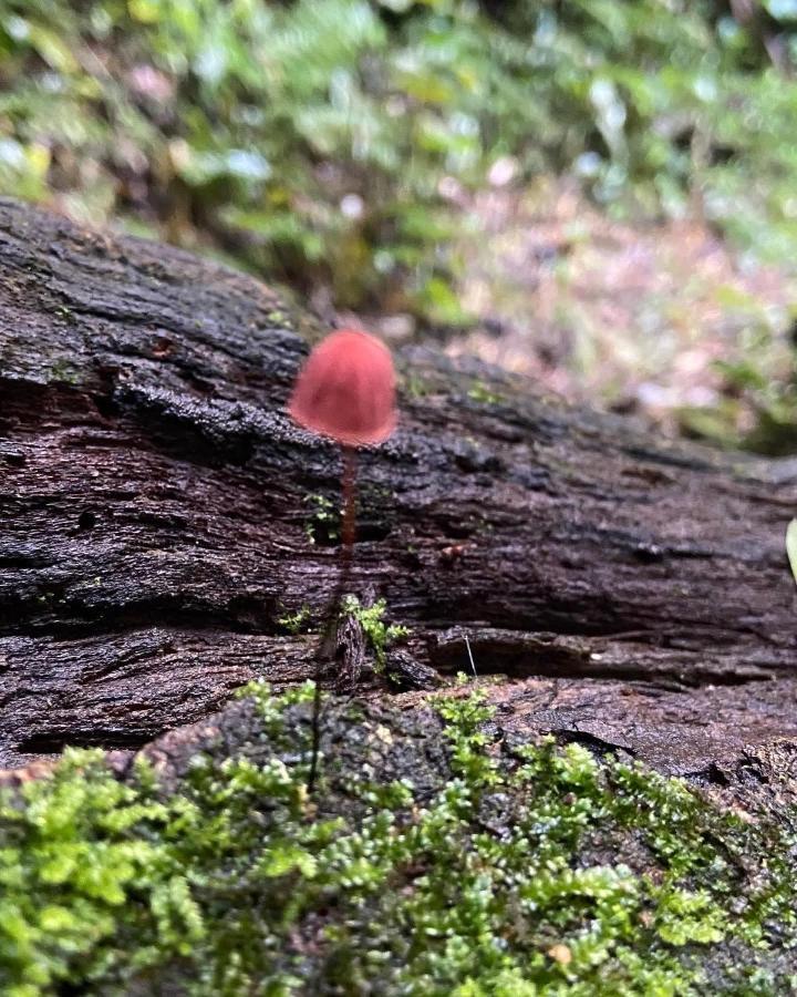 Sitio Metropole - Refugio Na Natureza Piraju Bagian luar foto